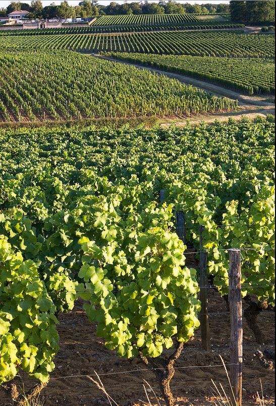 Weinanbau im Bordeaux