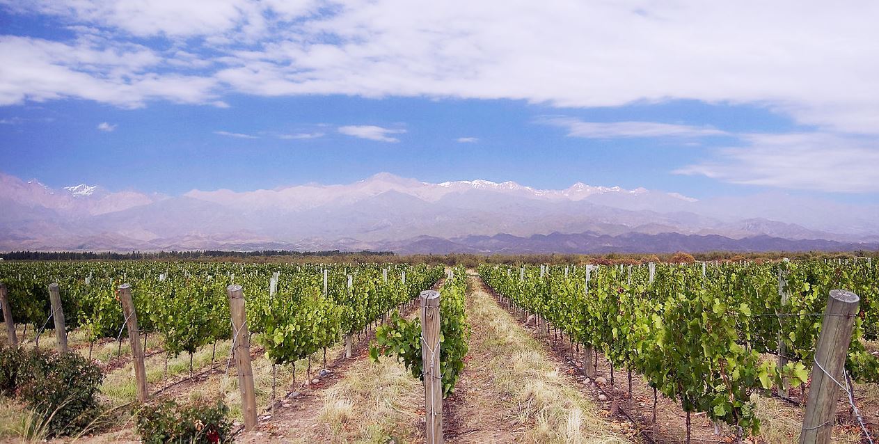 Mendoza_Argentinien_Weinbaugebiet_David