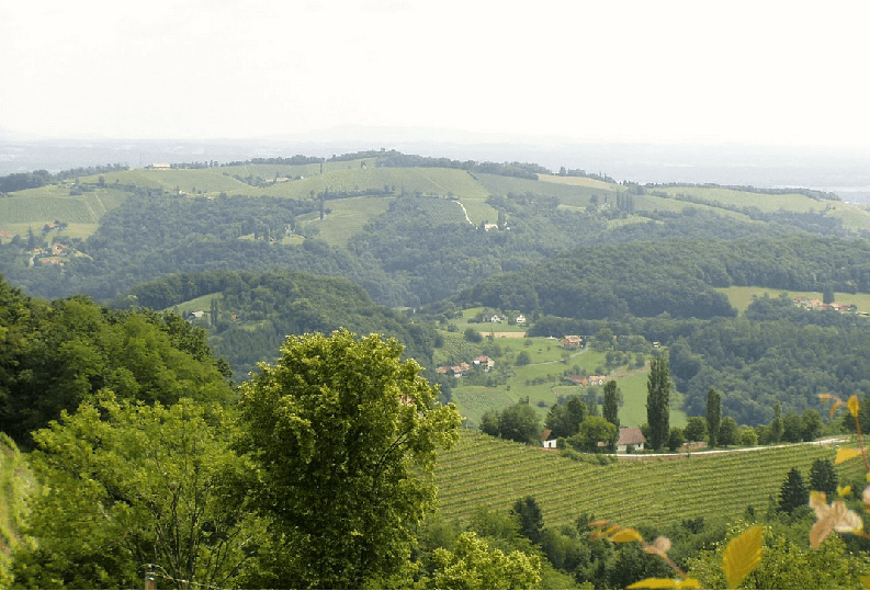 Kürbiskernöl Steiermark Hügelland